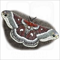 Columbia silkmoth illustration