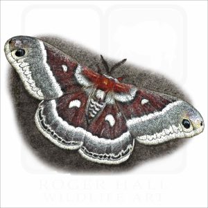 Columbia silkmoth illustration