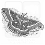 Columbia silkmoth
