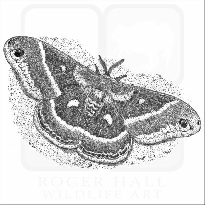 Columbia silkmoth