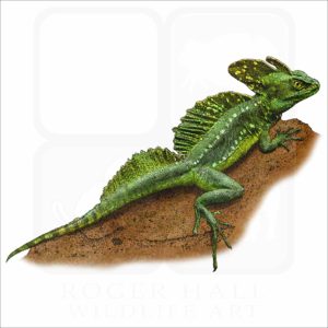 Common Basilisk illustration