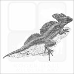 Common Basilisk