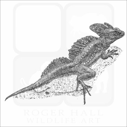 Common Basilisk