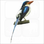 Common Paradise Kingfisher illustration