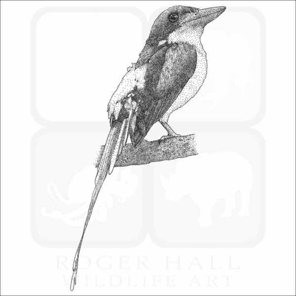 Common Paradise Kingfisher copy