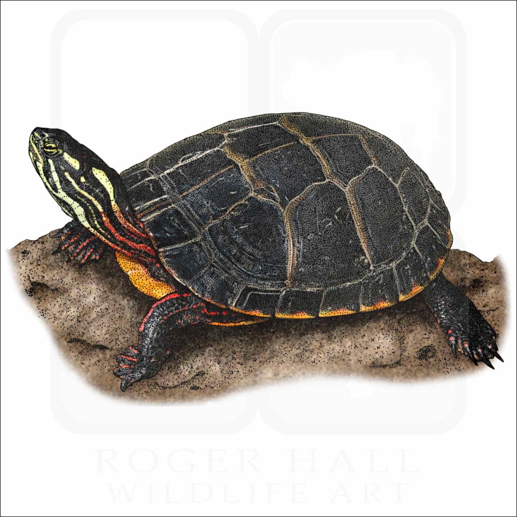 Eastern Painted Turtle - Signed Fine Art Print - inkart