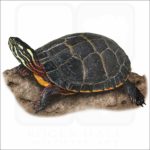 Eastern Painted Turtle illustration