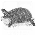 Eastern Painted Turtle - Signed Fine Art Print - Image 2