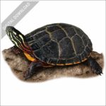 Eastern Painted Turtle stock image