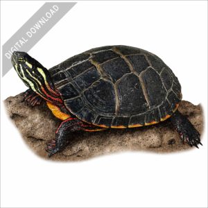 Eastern Painted Turtle stock image