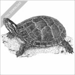 Eastern Painted Turtle