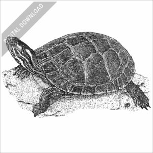 Eastern Painted Turtle