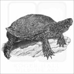 European Pond Turtle