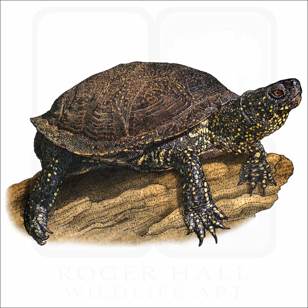 European Pond Turtle - Signed Fine Art Print - inkart