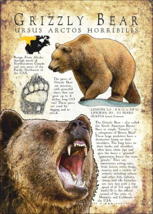 Grizzly Bear Infographic poster