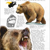 Grizzly Bear Poster