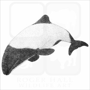 Commerson's Dolphin
