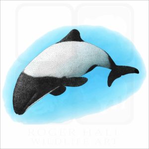 Commerson's Dolphin illustration