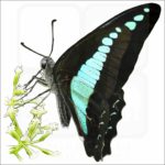 Common Bluebottle Butterfly illustration