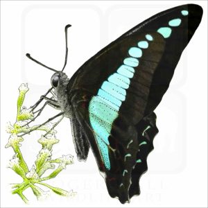 Common Bluebottle Butterfly illustration