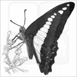 Common Bluebottle Butterfly