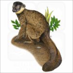 Collared Brown Lemur illustration