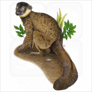 Collared Brown Lemur illustration