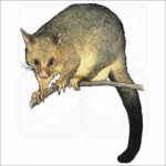 Common Brushtail Possum illustration