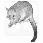Common Brushtail Possum