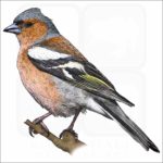 Common Chaffinch illustration