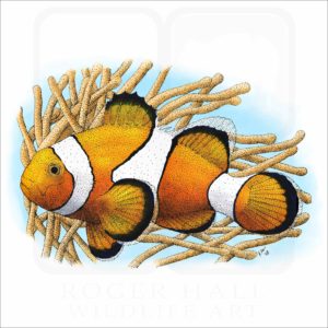 Common Clownfish illustration