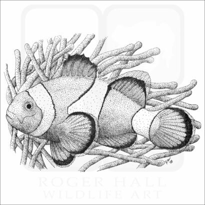 Common Clownfish