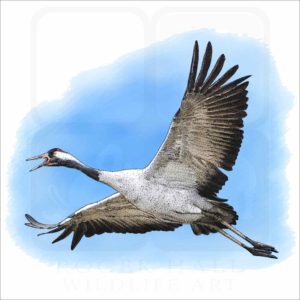 Common Crane illustration