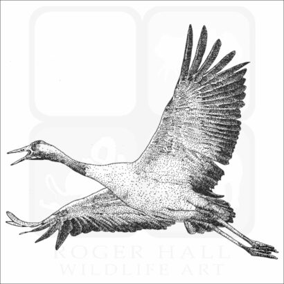 Common Crane