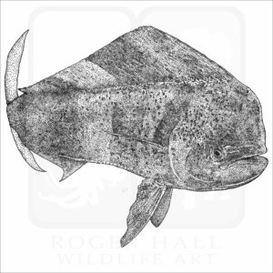 Common Dolphinfish or Mahi-mahi