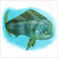 Common Dolphinfish or Mahi-mahi illustration