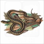 Common Garter Snake illustration