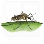 Common House Mosquito