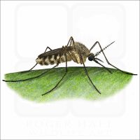 Common House Mosquito