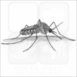Common House Mosquito