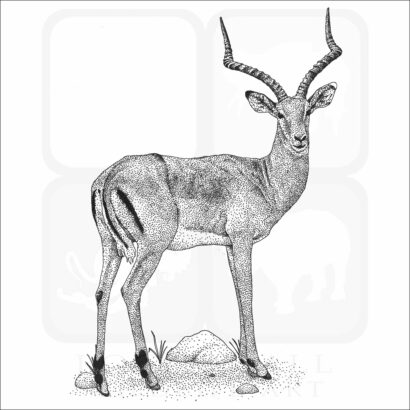 Common Impala