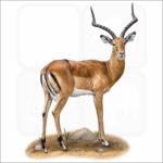 Common Impala illustration