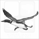 Common Loon