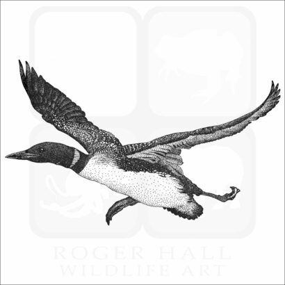 Common Loon