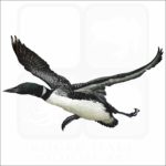 Common Loon illustration