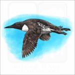 Common Murre illustration