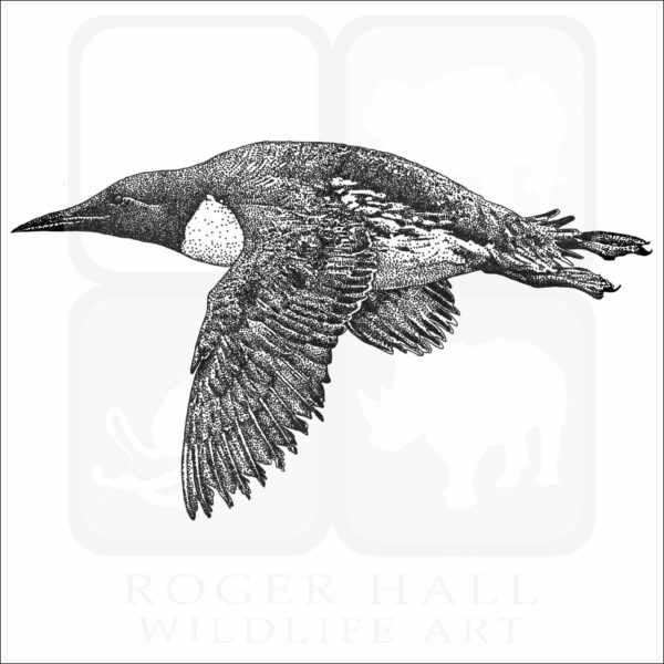 Common Murre
