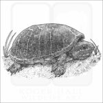 Common Musk Turtle
