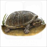 Common Musk Turtle illustration