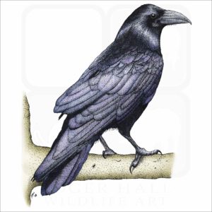 Common Raven illustration